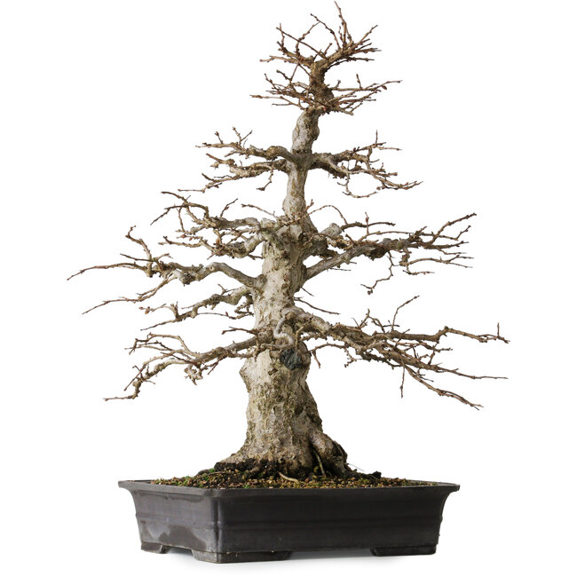 Carpinus coreana, 52,5 cm, ± 25 jaar oud
