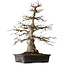 Carpinus coreana, 52,5 cm, ± 25 Jahre alt
