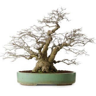 Ilex serrata, 53 cm, ± 25 jaar oud