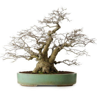 Ilex serrata, 53 cm, ± 25 years old