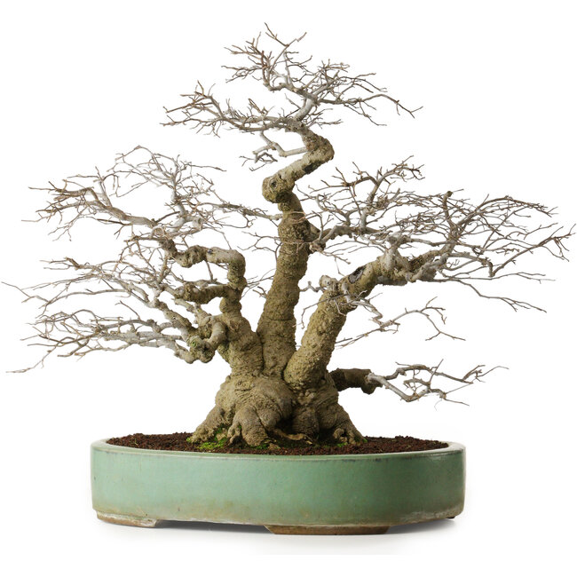 Ilex serrata, 53 cm, ± 25 jaar oud, vrouwelijke boom (met vruchten) in een pot met wat oppervlakkige beschadigingen aan de rand.