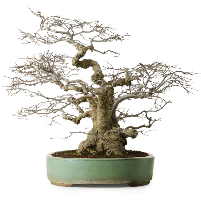 Ilex serrata, 53 cm, ± 25 años, árbol hembra (dando frutos) en maceta con algún daño superficial en el borde