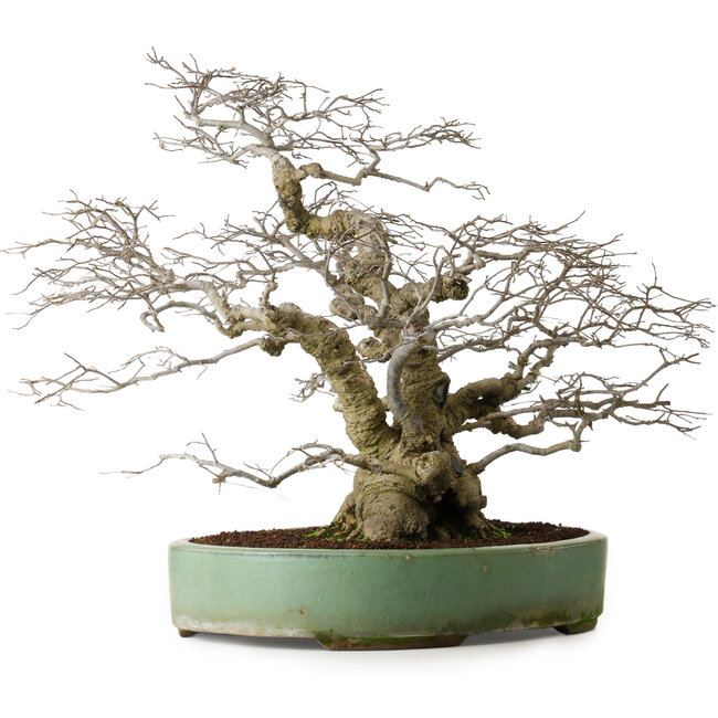 Ilex serrata, 53 cm, ± 25 jaar oud, vrouwelijke boom (met vruchten) in een pot met wat oppervlakkige beschadigingen aan de rand.