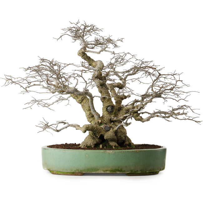 Ilex serrata, 53 cm, ± 25 años, árbol hembra (dando frutos) en maceta con algún daño superficial en el borde