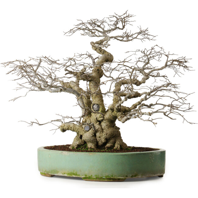 Ilex serrata, 53 cm, ± 25 años, árbol hembra (dando frutos) en maceta con algún daño superficial en el borde