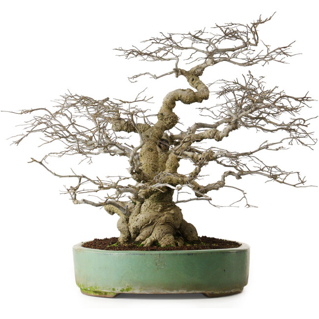 Ilex serrata, 53 cm, ± 25 years old, female tree (getting fruits) in a pot with some superficial damage on the edge