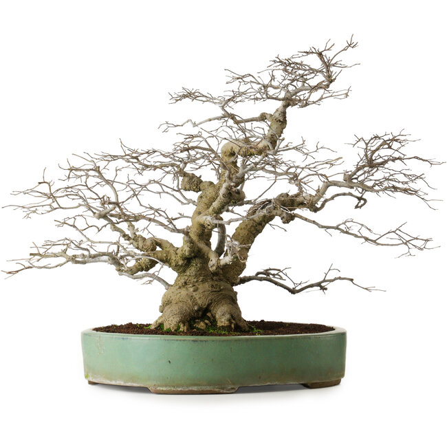 Houx serrata, 53 cm, environ 25 ans, arbre femelle (portant des fruits) en pot présentant quelques dommages superficiels sur le bord.