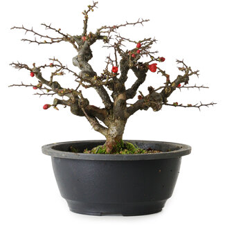 Chaenomeles speciosa Chojubai, 20 cm, ± 30 jaar oud