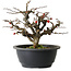 Chaenomeles speciosa Chojubai, 20 cm, ± 30 ans