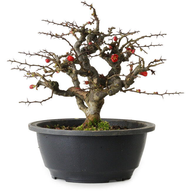 Chaenomeles speciosa Chojubai, 20 cm, ± 30 years old