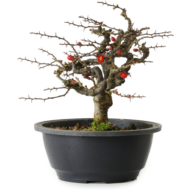 Chaenomeles speciosa Chojubai, 20 cm, ± 30 años