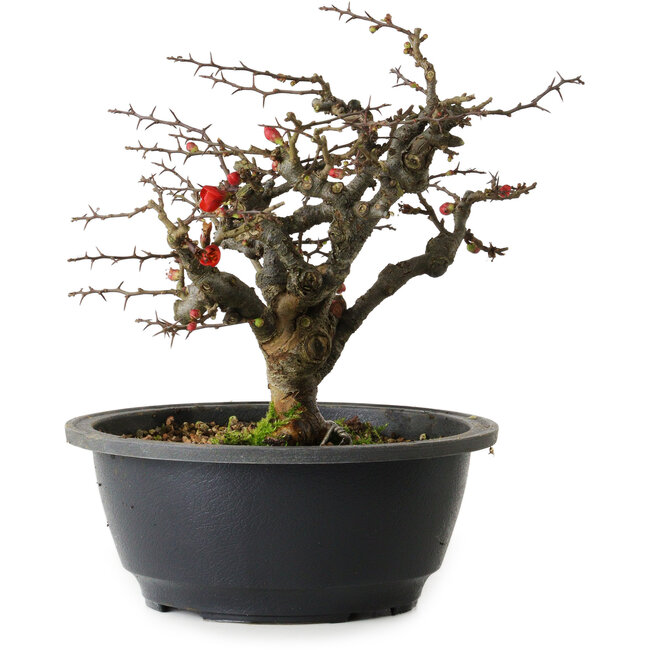 Chaenomeles speciosa Chojubai, 20 cm, ± 30 ans