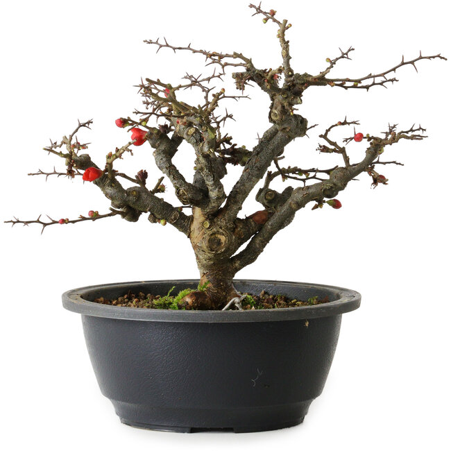 Chaenomeles speciosa Chojubai, 20 cm, ± 30 anni