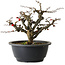 Chaenomeles speciosa Chojubai, 20 cm, ± 30 ans