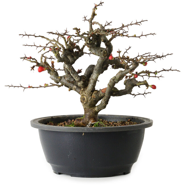 Chaenomeles speciosa Chojubai, 20 cm, ± 30 anni