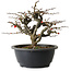 Chaenomeles speciosa Chojubai, 20 cm, ± 30 Jahre alt