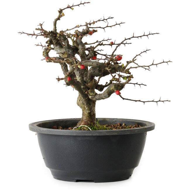 Chaenomeles speciosa Chojubai, 20 cm, ± 30 ans