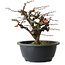 Chaenomeles speciosa Chojubai, 20 cm, ± 30 anni