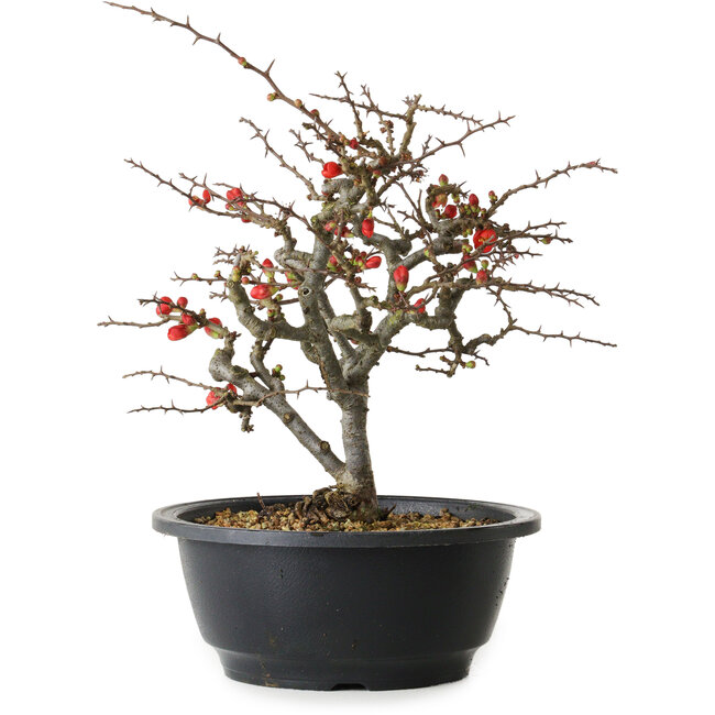 Chaenomeles speciosa Chojubai, 23,5 cm, ± 30 anni