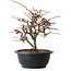Chaenomeles speciosa Chojubai, 23,5 cm, ± 30 anni