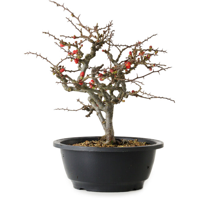 Chaenomeles speciosa Chojubai, 23,5 cm, ± 30 anni