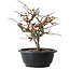 Chaenomeles speciosa Chojubai, 23,5 cm, ± 30 ans
