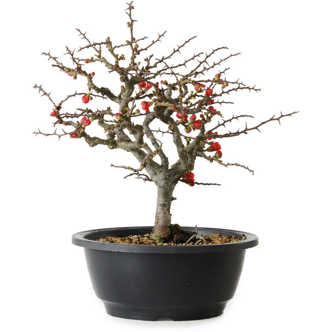 Chaenomeles speciosa Chojubai, 23,5 cm, ± 30 jaar oud
