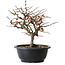 Chaenomeles speciosa Chojubai, 23,5 cm, ± 30 jaar oud