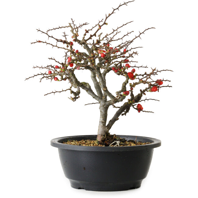 Chaenomeles speciosa Chojubai, 23,5 cm, ± 30 ans
