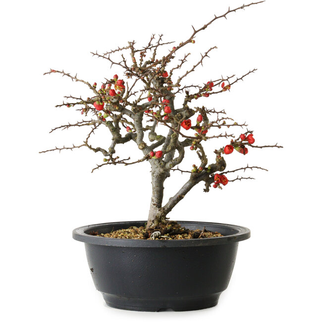 Chaenomeles speciosa Chojubai, 23,5 cm, ± 30 años