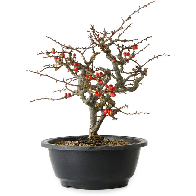 Chaenomeles speciosa Chojubai, 23,5 cm, ± 30 años