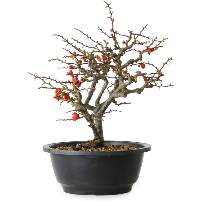 Chaenomeles speciosa Chojubai, 23,5 cm, ± 30 Jahre alt