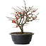 Chaenomeles speciosa Chojubai, 23,5 cm, ± 30 jaar oud