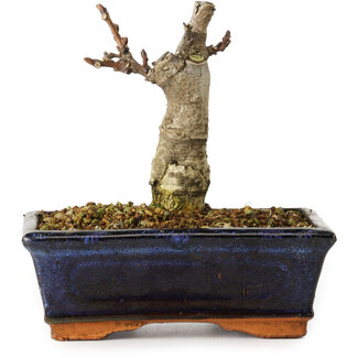 Wisteria sinensis, 15,5 cm, ± 8 Jahre alt