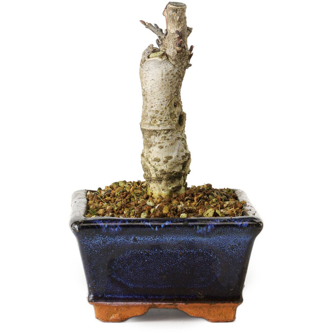 Wisteria sinensis, 15,5 cm, ± 8 jaar oud