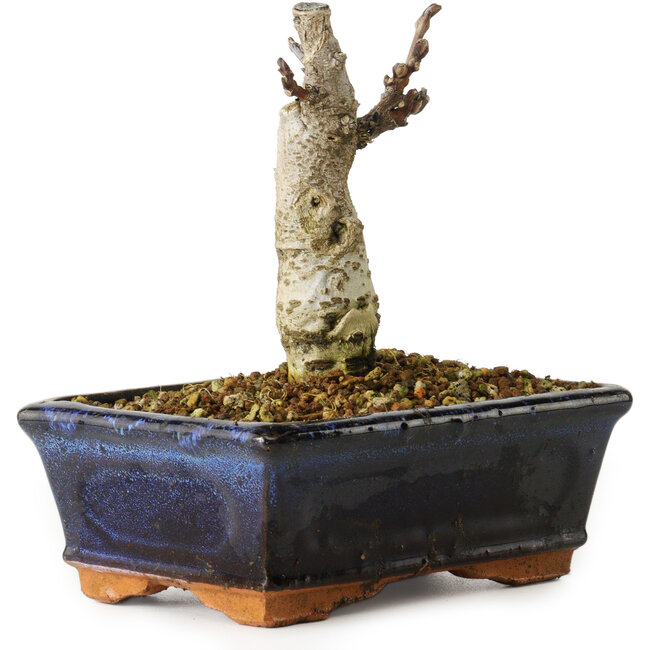 Wisteria sinensis, 15,5 cm, ± 8 years old