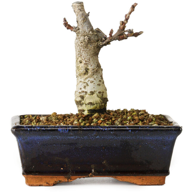 Wisteria sinensis, 15,5 cm, ± 8 Jahre alt