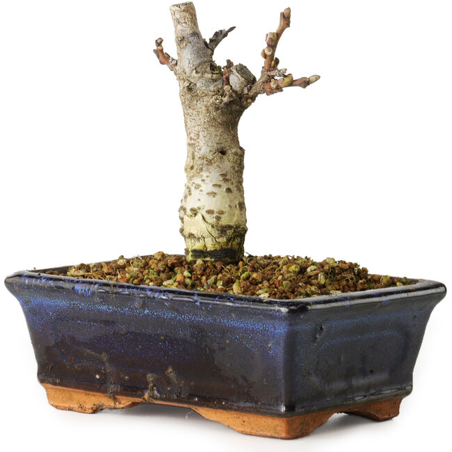 Wisteria sinensis, 15,5 cm, ± 8 ans