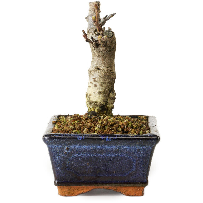 Wisteria sinensis, 15,5 cm, ± 8 ans