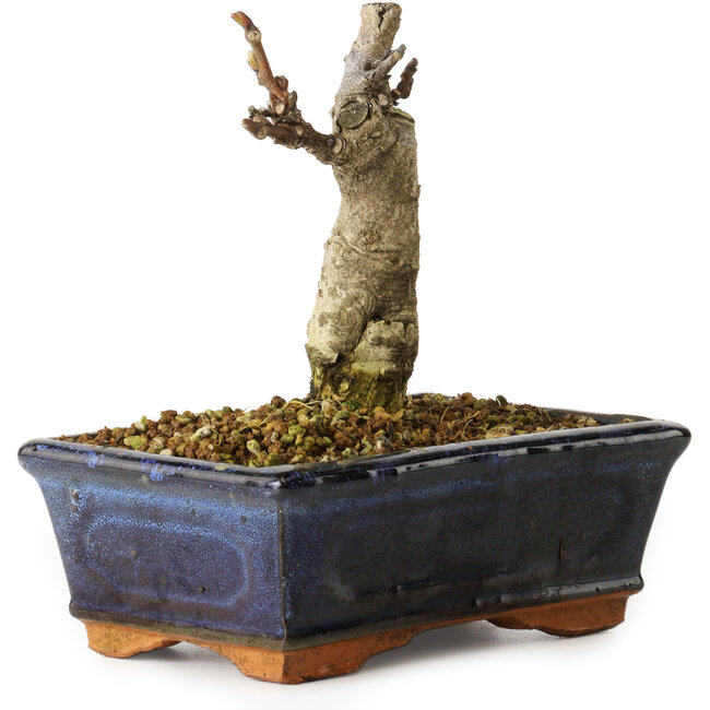 Wisteria sinensis, 15,5 cm, ± 8 years old