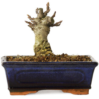 Wisteria sinensis, 11,3 cm, ± 8 anni