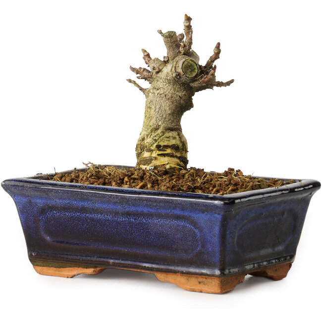 Wisteria sinensis, 11,3 cm, ± 8 ans