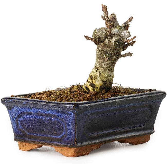 Wisteria sinensis, 11,3 cm, ± 8 anni