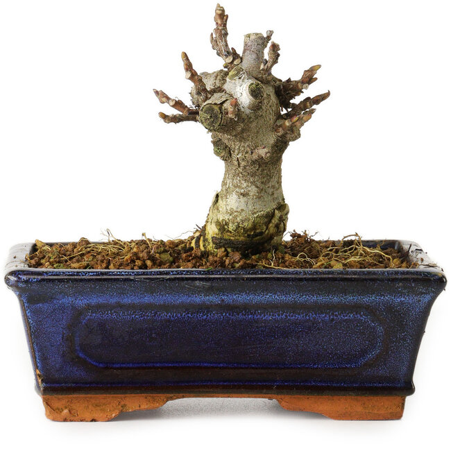 Wisteria sinensis, 11,3 cm, ± 8 ans