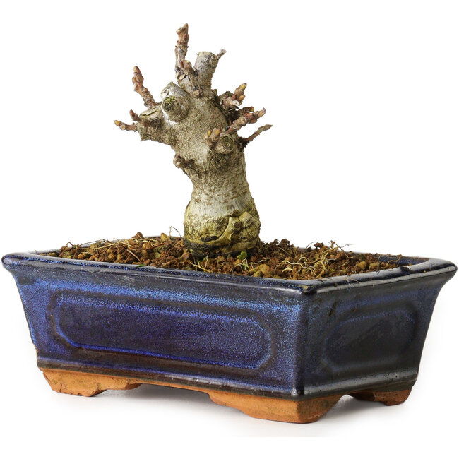 Wisteria sinensis, 11,3 cm, ± 8 ans