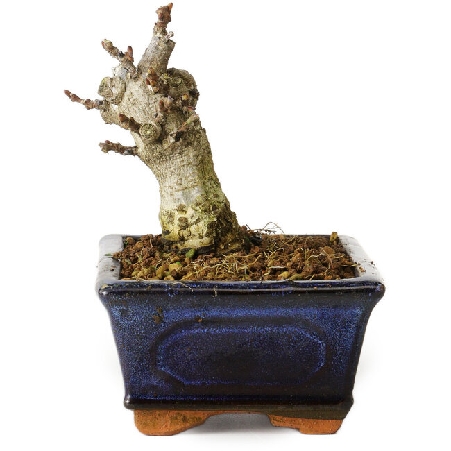 Wisteria sinensis, 11,3 cm, ± 8 años