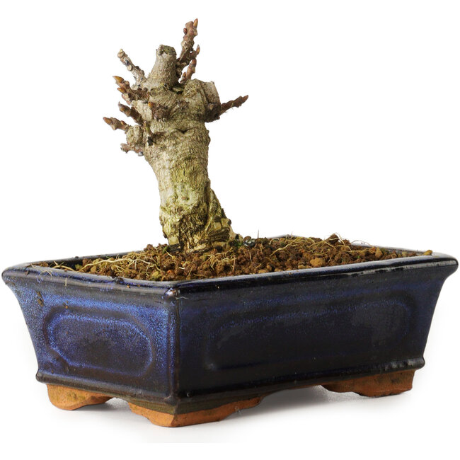 Wisteria sinensis, 11,3 cm, ± 8 years old