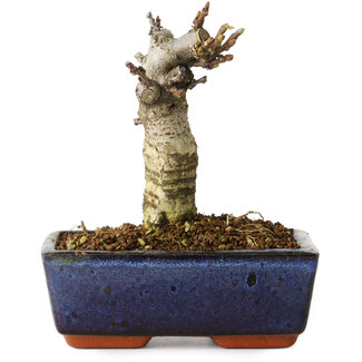 Wisteria sinensis, 15,5 cm, ± 8 Jahre alt