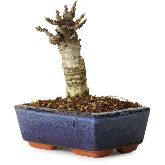 Wisteria sinensis, 15,5 cm, ± 8 years old