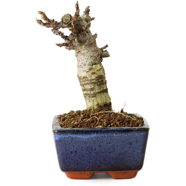 Wisteria sinensis, 15,5 cm, ± 8 years old